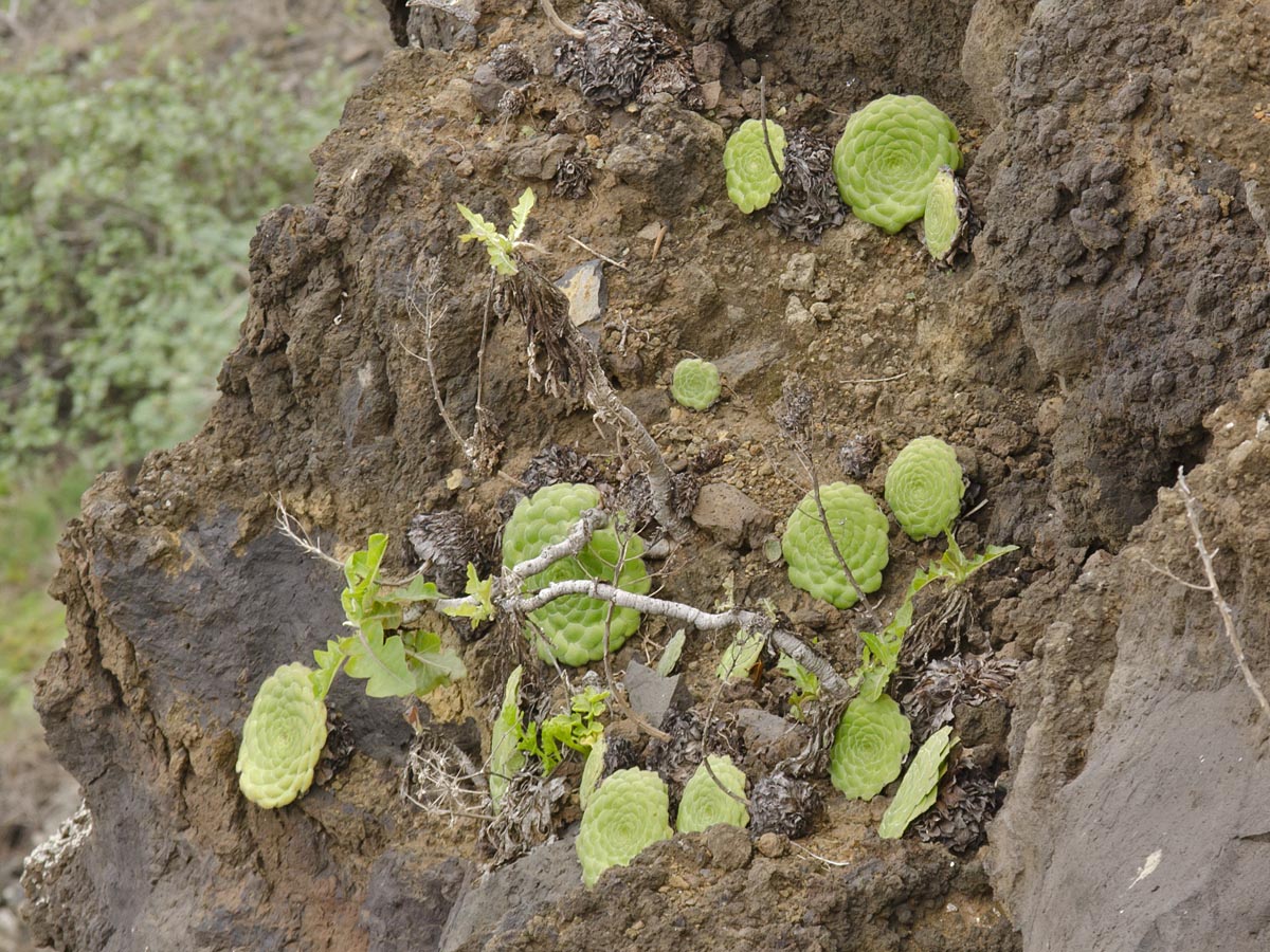 Habitus